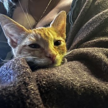 Cats & Crystals - meowwww - Pet Adoption Near Me - Oceanside, California