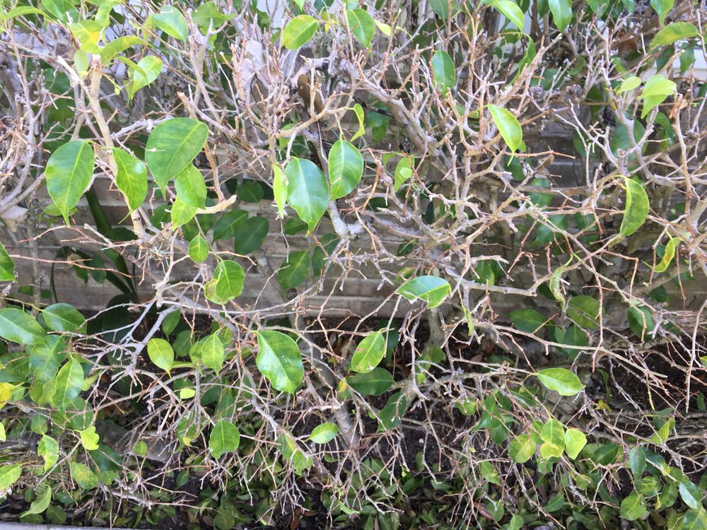Slide of Fantastic Roof Cleaning