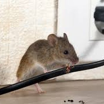 Bradenton Termite and Pest Control - Rodent control,exclusion, trapping and removal. - Pest Control Near Me - Bradenton, Florida Bradenton Termite and Pest Control - Rodent control,exclusion, trapping and removal. - Pest Control Near Me - Bradenton, Florida
