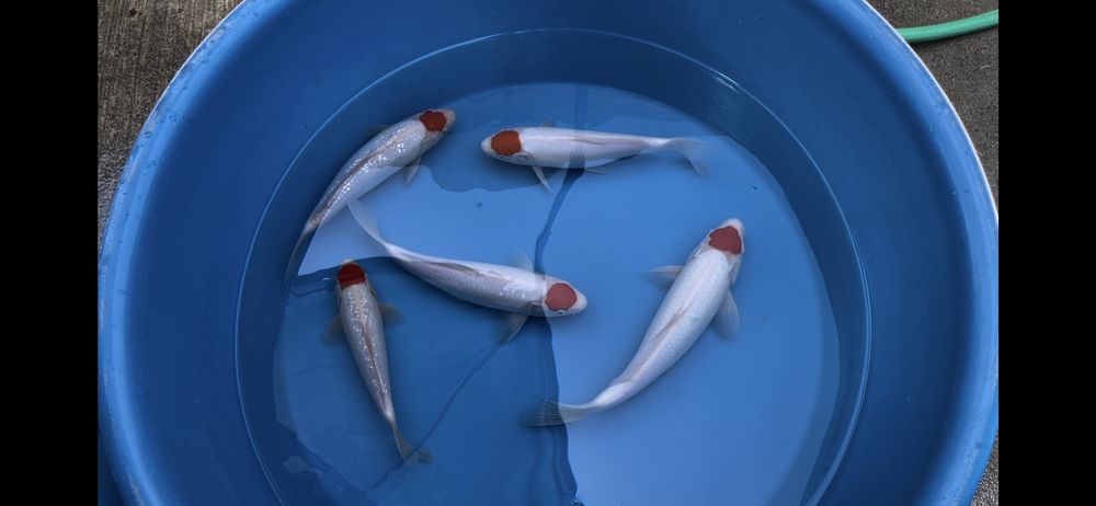 Kindai Koi Farm - koi in Grapevine, TX