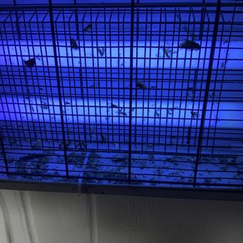 Aptive Pest Control - 1 week after vacuuming zapper. - Pest Control Near Me - Orlando, Florida Aptive Pest Control - 1 week after vacuuming zapper. - Pest Control Near Me - Orlando, Florida