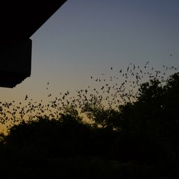 Waugh bat colony before Tropical Storm Harvey destroyed their home. Waugh bat colony before Tropical Storm Harvey destroyed their home.