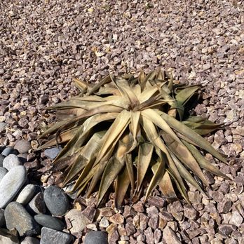 Plant World - Doornail dead. - A dried pineapple plant with brown, withered leaves is on a gravel ground, with some smooth stones nearby. - Nurseries & Gardening Near Me - Albuquerque, New Mexico