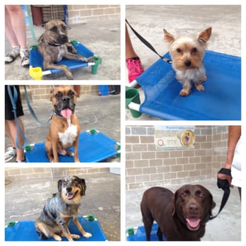 Unleashed Unlimited Dog Training - A few of our friends at one of our group classes. - Pet Training Near Me - Leander, Texas Unleashed Unlimited Dog Training - A few of our friends at one of our group classes. - Pet Training Near Me - Leander, Texas