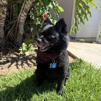 Dippity Dog - Pet Groomers Near Me - Oceanside, California Dippity Dog - Pet Groomers Near Me - Oceanside, California