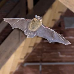 10-Eleven Nuisance Wildlife Control