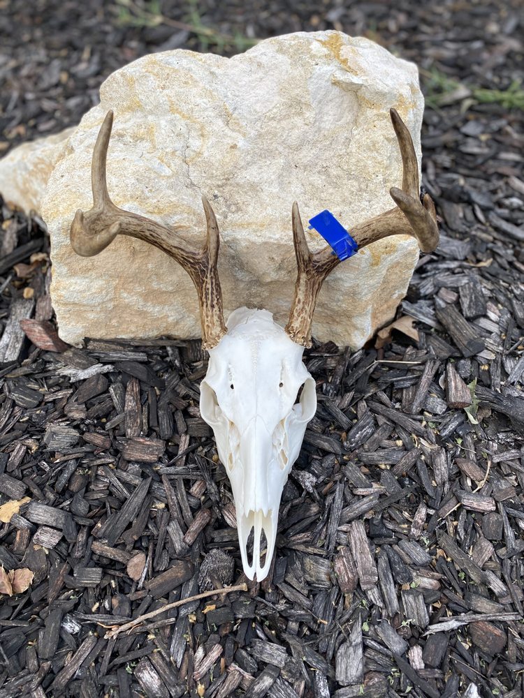 Lone Star Euro’s - taxidermy in San Antonio, TX