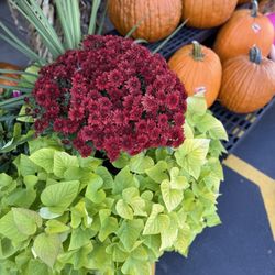 Tuscany Market & Deli - Outdoor fall display