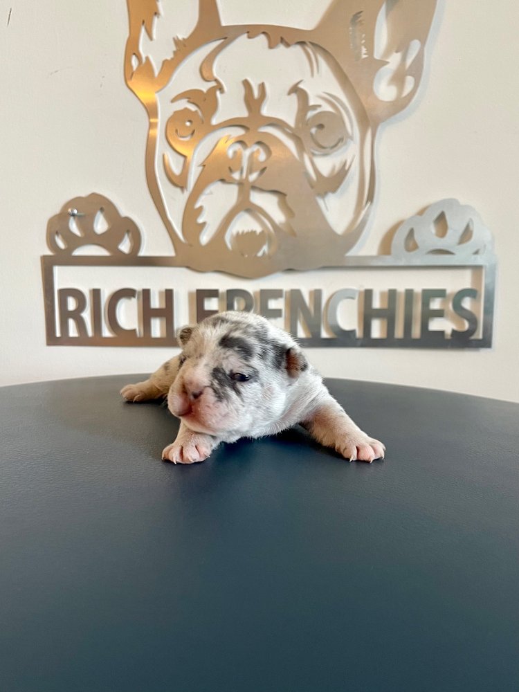 SOLID KENNELS Request Information 1250 Connecticut Ave, Washington