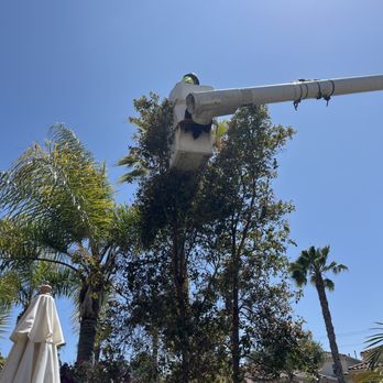 Arbor Artistry - Arbor Artistry came with a cherry picker to thin my sick tree. - Tree Services Near Me - Oceanside, California Arbor Artistry - Arbor Artistry came with a cherry picker to thin my sick tree. - Tree Services Near Me - Oceanside, California