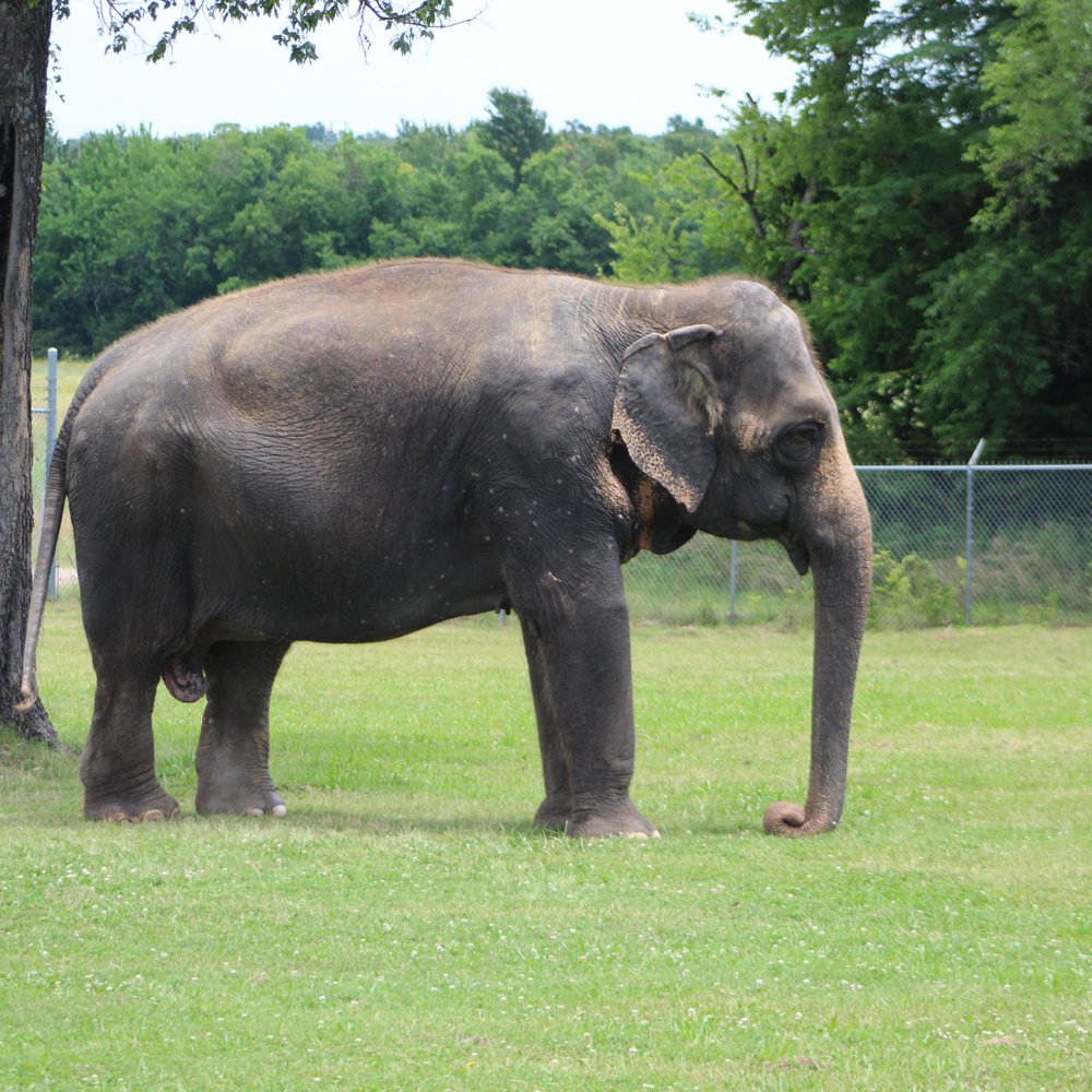 Endangered Ark Foundation - Community Service/Non-Profit Near Me Endangered Ark Foundation - Community Service/Non-Profit Near Me