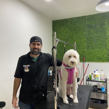 Allie & Paws - Frida my labradoodle - Pet Groomers Near Me - Downey, California