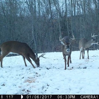 Ohio Archery Outfitters - Wildlife Hunting Ranges Near Me - Chesterhill, Ohio Ohio Archery Outfitters - Wildlife Hunting Ranges Near Me - Chesterhill, Ohio