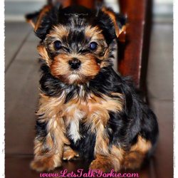Let's Talk Yorkie - One of our adorable Yorkie pups