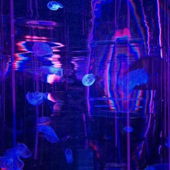 Aquarium At The Boardwalk - Aquariums Near Me - Branson, Missouri