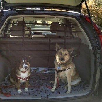 Pawsitively Trained - Pet Training Near Me