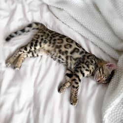 American Paws Club - Our Cleopatra