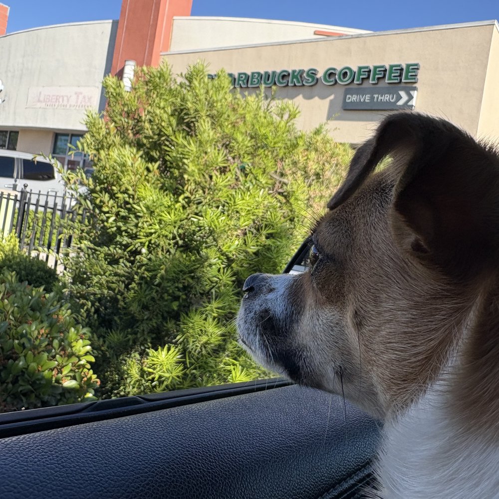 Starbucks - My Jelly waiting for his Pup Cup - Coffee & Tea Near Me - Porterville, California Starbucks - My Jelly waiting for his Pup Cup - Coffee & Tea Near Me - Porterville, California