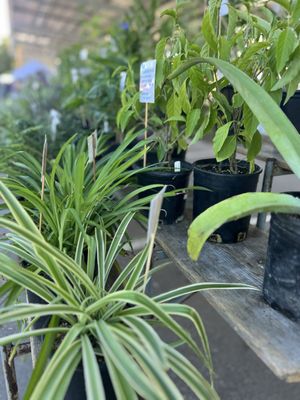 Vista Farmers Market by null