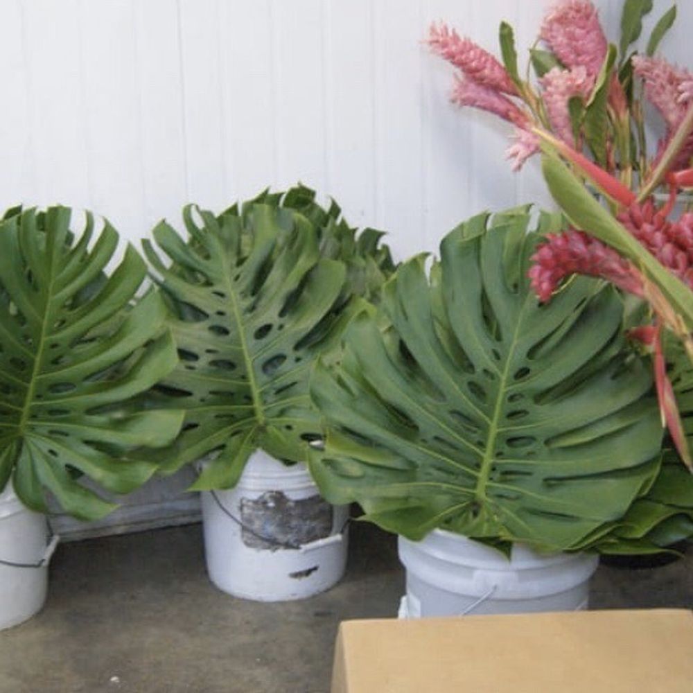 Monsteras Leaves - Ginger Flowers- Heliconia Flowers