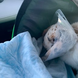 Moony after surgery.