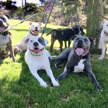 Coach Canine OC - All smiles when it's time to walk with Coach! - Dog Walkers Near Me Coach Canine OC - All smiles when it's time to walk with Coach! - Dog Walkers Near Me