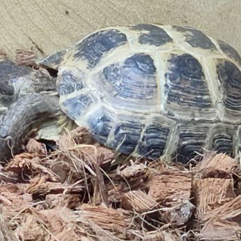 Reptile Factory Downey - Reptile Shops Near Me - Downey, California Reptile Factory Downey - Reptile Shops Near Me - Downey, California