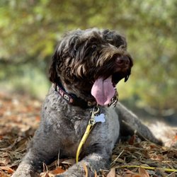 Dirty Dog Hikes & Outings