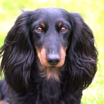 Sweetnlow Dachshund - Pretty boy Trek. AKC pointed - Pet Breeders Near Me Sweetnlow Dachshund - Pretty boy Trek. AKC pointed - Pet Breeders Near Me