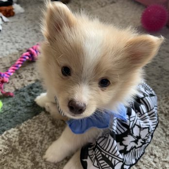 Blessed Little Paws - Pet Breeders Near Me