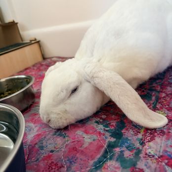 Aura Rose Rabbitry - Azula hours after her ordeal. - Pet Adoption Near Me