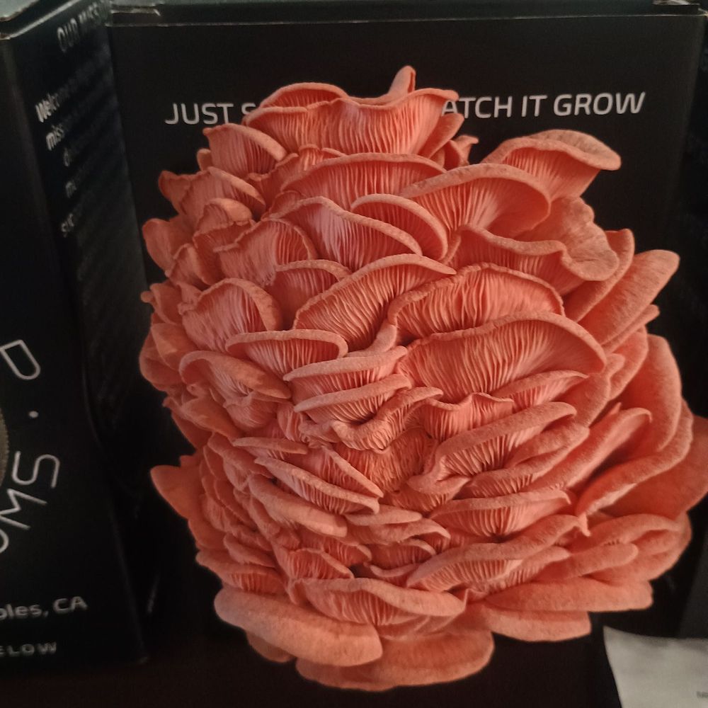 Mighty Cap Mushrooms - Pink oyster almost ready - Specialty Food Near Me - Paso Robles, California