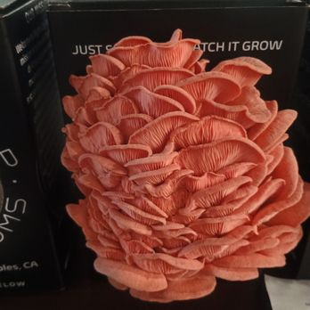 Mighty Cap Mushrooms - Pink oyster almost ready - Specialty Food Near Me - Paso Robles, California Mighty Cap Mushrooms - Pink oyster almost ready - Specialty Food Near Me - Paso Robles, California