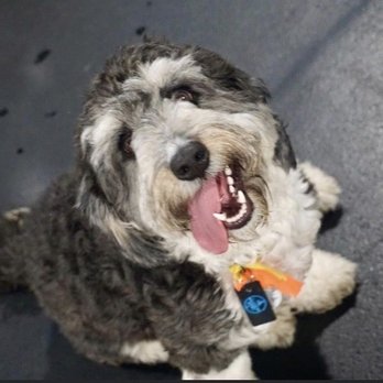 PetImpact! - Our pup! - Pet Training Near Me - St. Louis, Missouri PetImpact! - Our pup! - Pet Training Near Me - St. Louis, Missouri