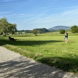 Hundewiese Seekirchen - Hundeglück