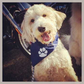 Goldendoodletown - Pet Breeders Near Me