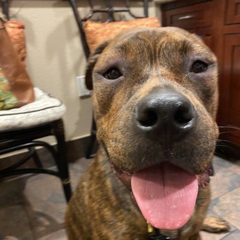 Beach Veterinary Hospital - Swelling is going down and she's feeling much better! - Veterinarians Near Me - Long Beach, California