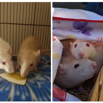 Squeakin Pups - Pet Breeders Near Me - El Cajon, California Squeakin Pups - Pet Breeders Near Me - El Cajon, California