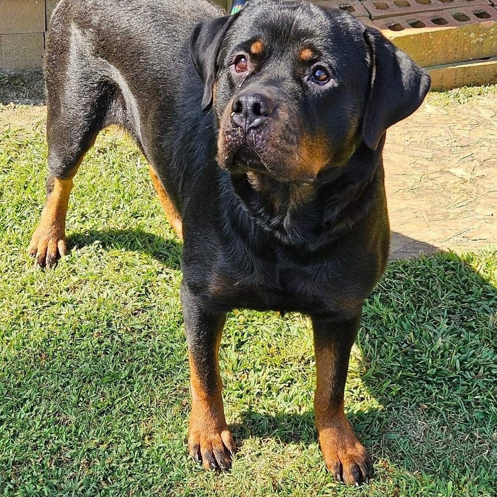 MDM German Rottweiler Kennel - Pet Breeders Near Me MDM German Rottweiler Kennel - Pet Breeders Near Me