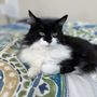Photo of Happy Tails Pet Mobile Grooming