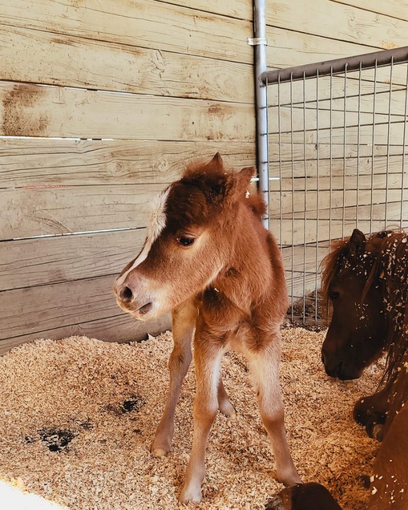 LITTLE BIT OF HOPE MINIATURE HORSE AND DONKEY RESCUE Updated