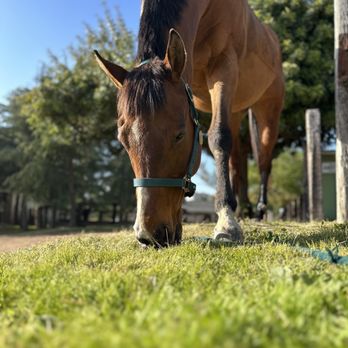 Olivewood Acres - Horse Boarding Near Me - Alpine, California