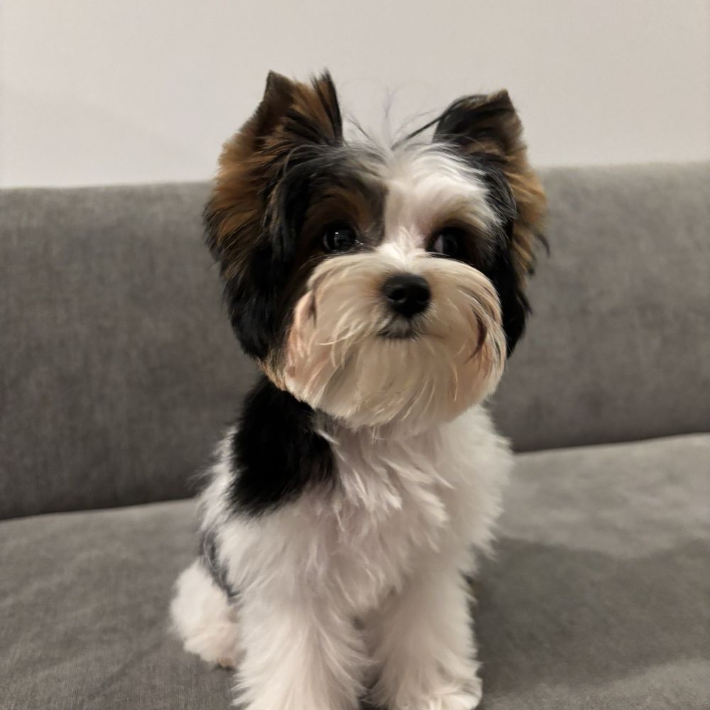 My dog after grooming My dog after grooming