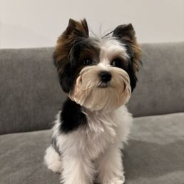 My dog after grooming My dog after grooming