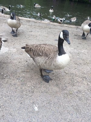 Bramall Hall by null