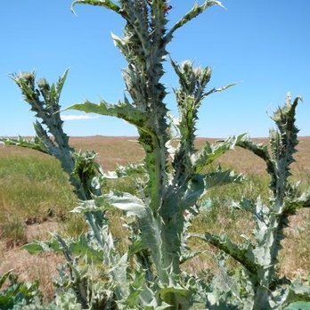 Meadowlark Land Services - Scotch Thistle can quickly alter habitats decreasing valuable forage for livestock and wildlife - Landscaping Near Me - Enterprise, Oregon Meadowlark Land Services - Scotch Thistle can quickly alter habitats decreasing valuable forage for livestock and wildlife - Landscaping Near Me - Enterprise, Oregon