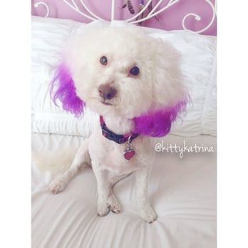 Bone Sweet Bone - Purple this time! :) - Pet Groomers Near Me - Studio City, California Bone Sweet Bone - Purple this time! :) - Pet Groomers Near Me - Studio City, California