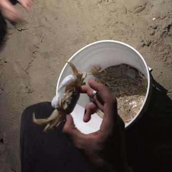 Ghost Crab Quest - A very large ghost crab that came out around 9pm. - Tours Near Me Ghost Crab Quest - A very large ghost crab that came out around 9pm. - Tours Near Me