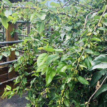 Moonwater Farm - Mulberry Tree - Attraction Farms Near Me - Compton, California