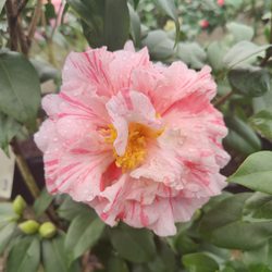 Kiefer Landscaping & Nursery